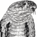 Graphite Cobra • Art Print