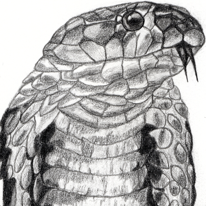 Graphite Cobra • Art Print
